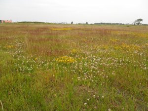 Braakliggende terreinen Mortiere